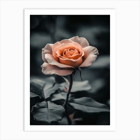 Rose In Black And White Art Print