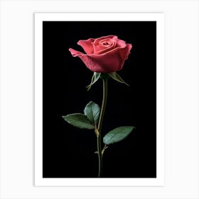 Rose On Black Background Art Print