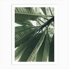 Green Leaves Of A Tree Art Print