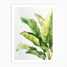 Banana Plant 4 Art Print