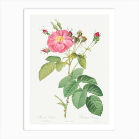 Harsh Downy Rose, Pierre Joseph Redoute Art Print