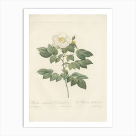 Rose Illustration, Pierre Joseph Redoute (56) Art Print