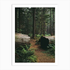 A Walk in the Woods Art Print