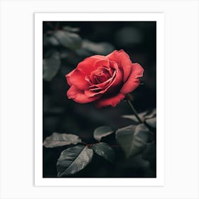 Red Rose 39 Art Print