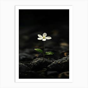 Single Flower On Rocks Art Print