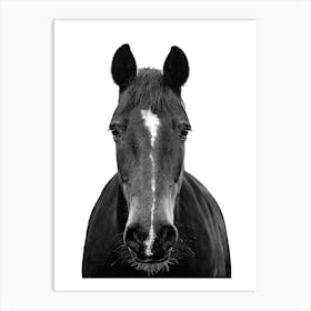 Black And White Horse Portrait 2 Art Print