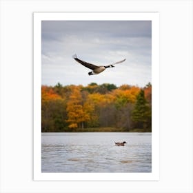 Canadian Geese 46 Art Print