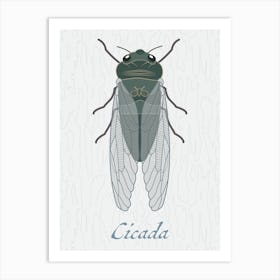 Cicada Bug Insect Australia Beetle 7 Affiche