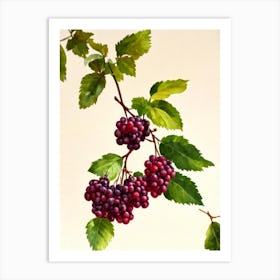 Boysenberry Italian Watercolour fruit Art Print
