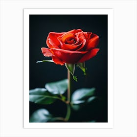 Red Rose On Black Background 70 Art Print