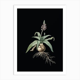 Vintage Lachenalia Lanceaefolia Botanical Illustration on Solid Black Art Print