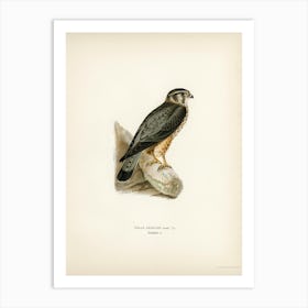 Merlin Male (Falco Aesalon), The Von Wright Brothers Art Print