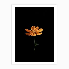 Cosmos 4 Art Print