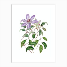 Vintage Violet Clematis Flower Botanical Illustration on Pure White n.0161 Art Print