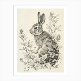 Dutch Rabbit Drawing 3 Art Print