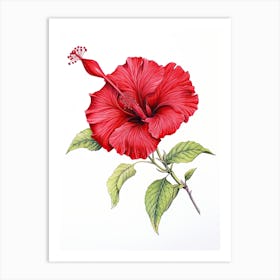 Hibiscus Flower Vintage Botanical 3 Art Print