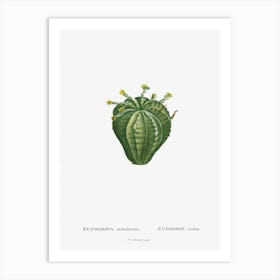 Euphorbia Meloformis, Pierre Joseph Redoute Art Print