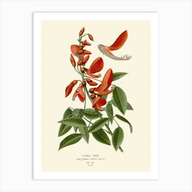 Fenugreek Art Print