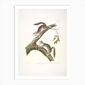 Downy Squirrel, John James Audubon Art Print