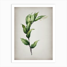 Vintage Treacleberry Botanical on Parchment n.0760 Art Print