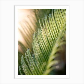 Palm Leaf With Drops Art Print