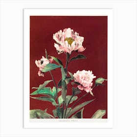 Hærdaceous Peony, Hand Colored Collotype From Some Japanese Flowers, Ogawa Kazumasa Art Print