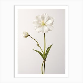 Pressed Wildflower Botanical Art White Campion 1 Art Print