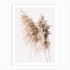 Beige Pampas Art Print