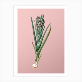 Vintage Ferraria Botanical on Soft Pink Art Print