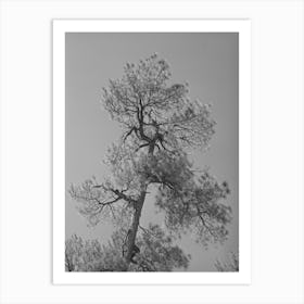Top Of Yellow Pine Tree In Apache National Forest, Navajo County, Arizona By Russell Lee Art Print