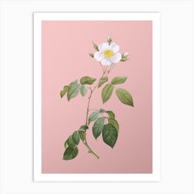 Vintage Big Leaved Climbing Rose Botanical on Soft Pink n.0094 Art Print