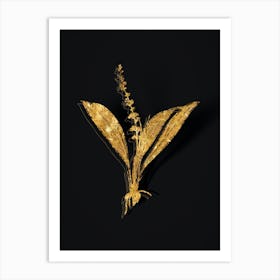 Vintage Peliosanthes Teta Botanical in Gold on Black Art Print