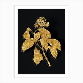 Vintage Climbing Hydrangea Botanical in Gold on Black n.0303 Art Print