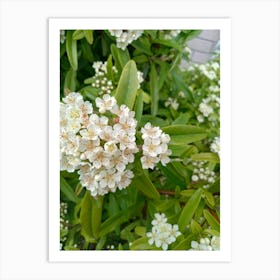 Cluster of White Flowers  Art Print