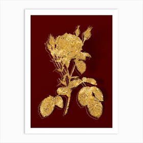 Vintage Double Moss Rose Botanical in Gold on Red n.0093 Art Print