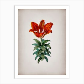 Vintage Blood Red Lily Flower Botanical on Parchment n.0966 Art Print
