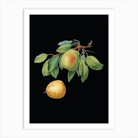 Vintage Pear Botanical Illustration on Solid Black n.0714 Art Print