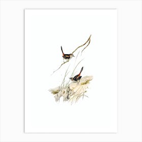 Vintage Cautious Wren Bird Illustration on Pure White n.0045 Art Print