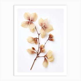 Pressed Wildflower Botanical Art Beechdrops 1 Art Print