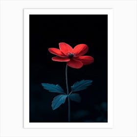 Red Anemone Flower Art Print