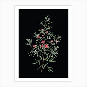 Vintage Boronia Pinnata Botanical Illustration on Solid Black n.0198 Art Print