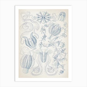 Vintage Haeckel 6 Tafel 27 Kammquallen Art Print