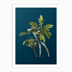 Vintage Swamp Titi Leaves Botanical Art on Teal Blue Art Print