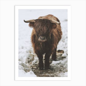 Winter Shaggy Cow Art Print