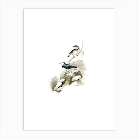 Vintage White Fronted Chat Honeyeater Bird Illustration on Pure White n.0017 Art Print