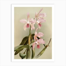 Orchids 2 Art Print