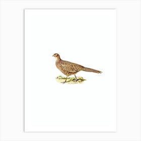 Vintage Common Pheasant Bird Illustration on Pure White Art Print
