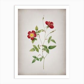 Vintage Indica Stelligera Rose Botanical on Parchment n.0424 Art Print