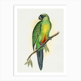 Parrot 11 Art Print