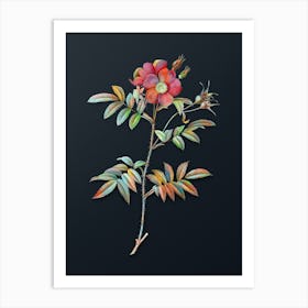 Vintage Rosa Redutea Glauca Botanical Watercolor Illustration on Dark Teal Blue n.0463 Art Print